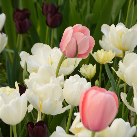 Meet your Posher, Jessica - Picture 1 of 1